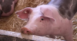 Niebawem ruszy nabór wniosków o pomoc dla producentów świń