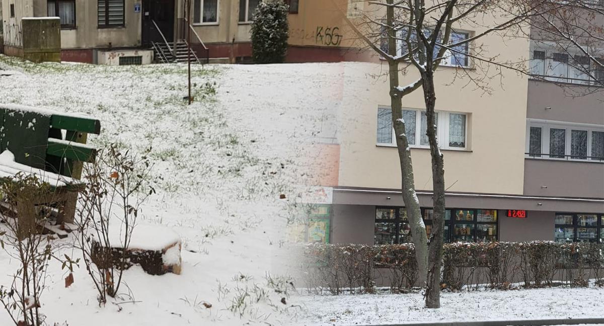 Zdrowe wycięli, spróchniałe dalej stoją