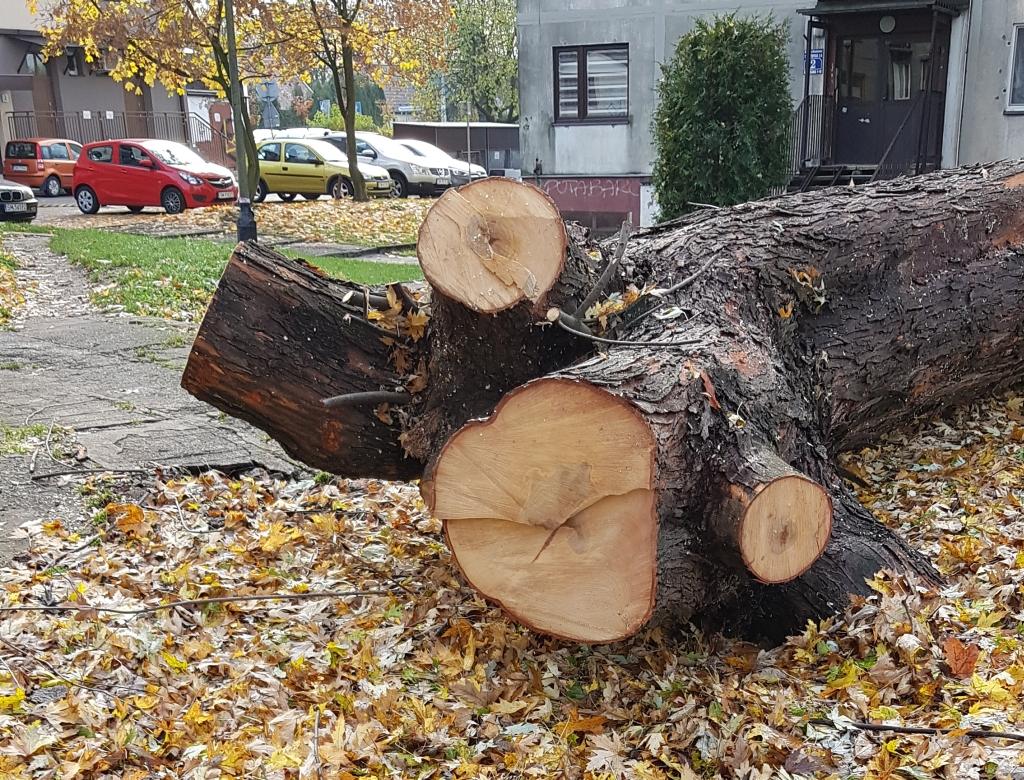 Urzędnicy apelują o rozsądek przy wycinaniu drzew