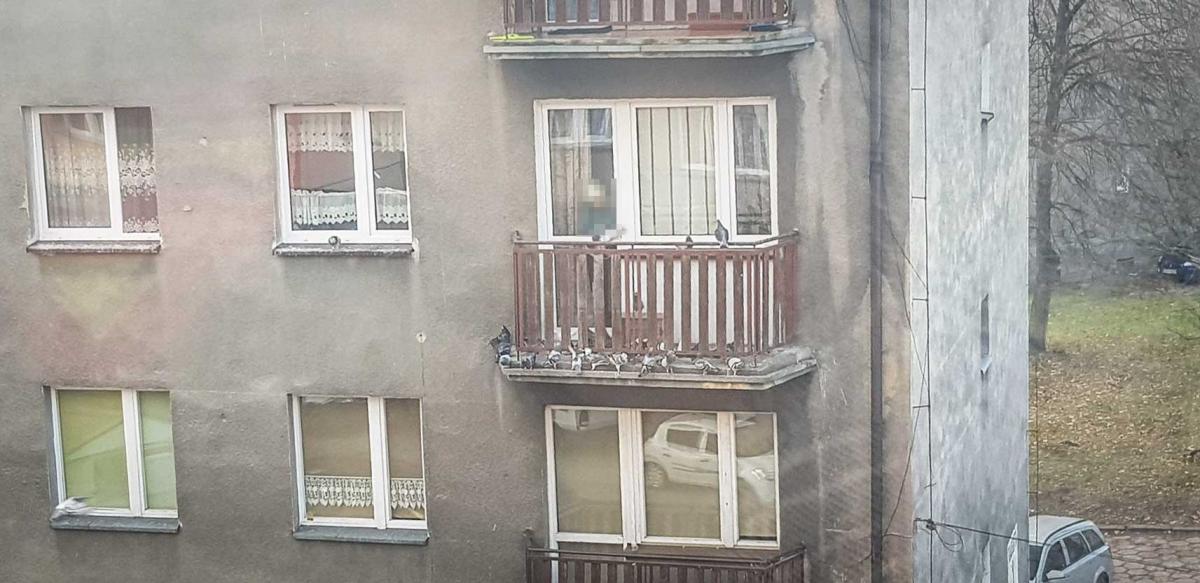 Sąsiadka dokarmia gołębie. 