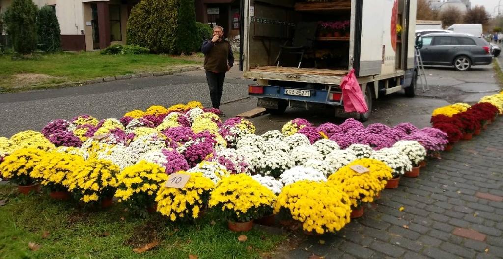 Sprzedawcy chryzantem nie rezygnują