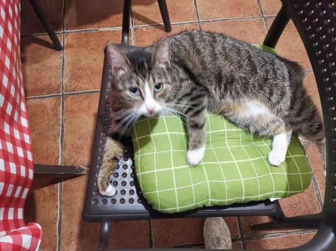 La Farina szuka domu kociakowi