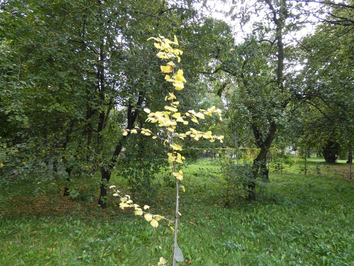 Nasze drzewka