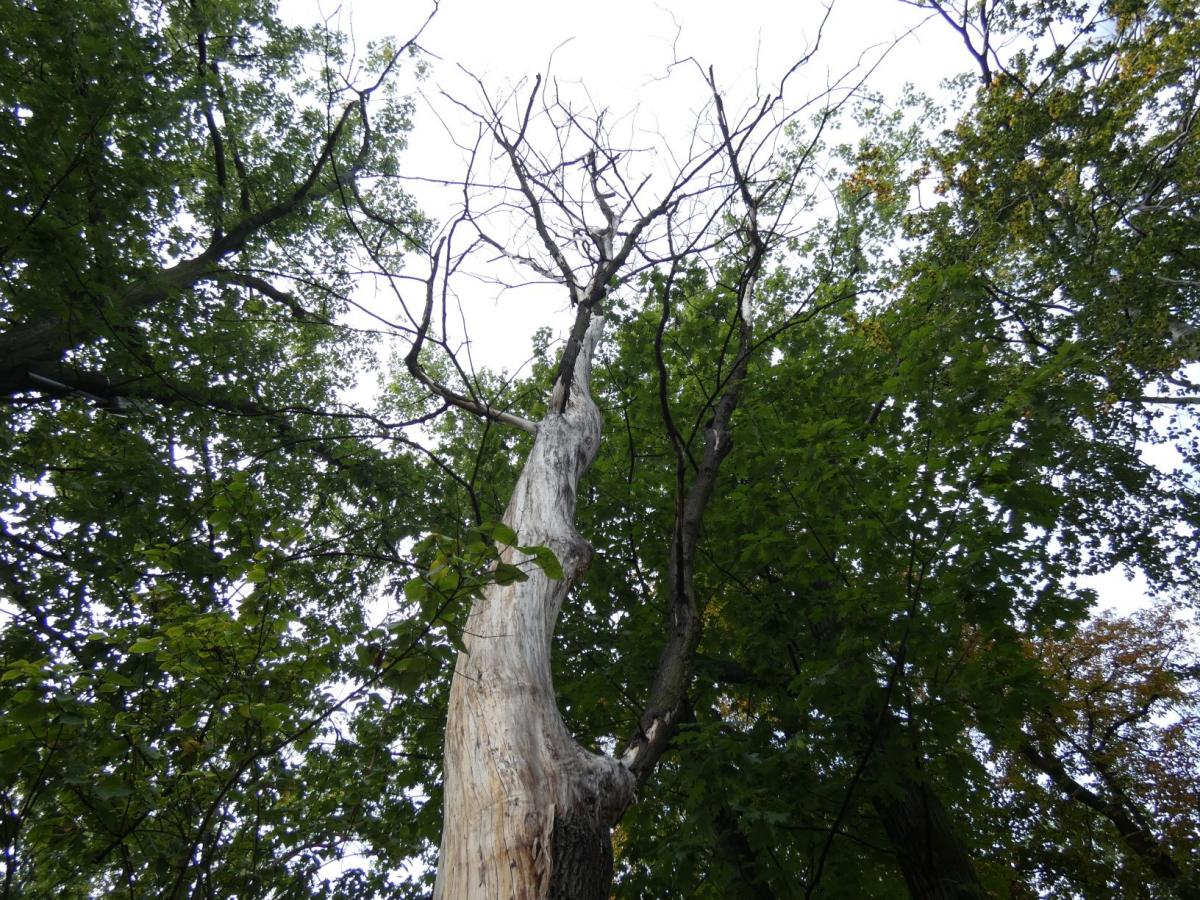 Umierają stojąc