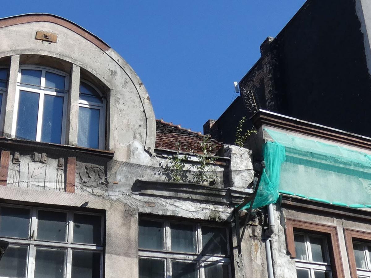 Za(puszcz)one miasto? Drzewo wyrosło na dachu