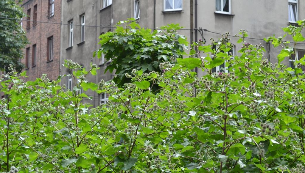 Dwumetrowe łopiany i zeszłoroczne liście na ul. Wyspiańskiego