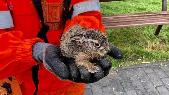 Zając uratowany czy nie?