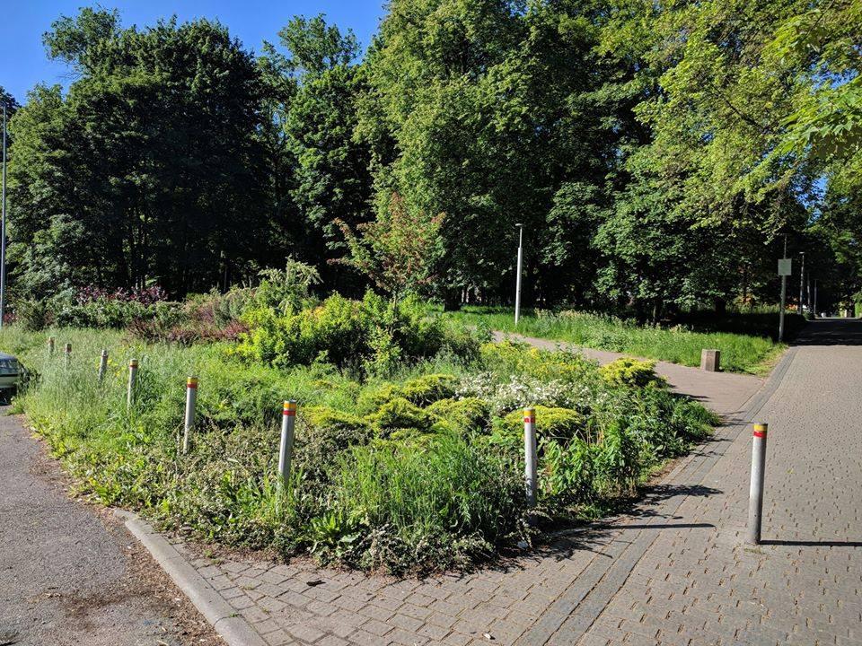 Uporządkują skarpę w parku. Każdy może pomóc