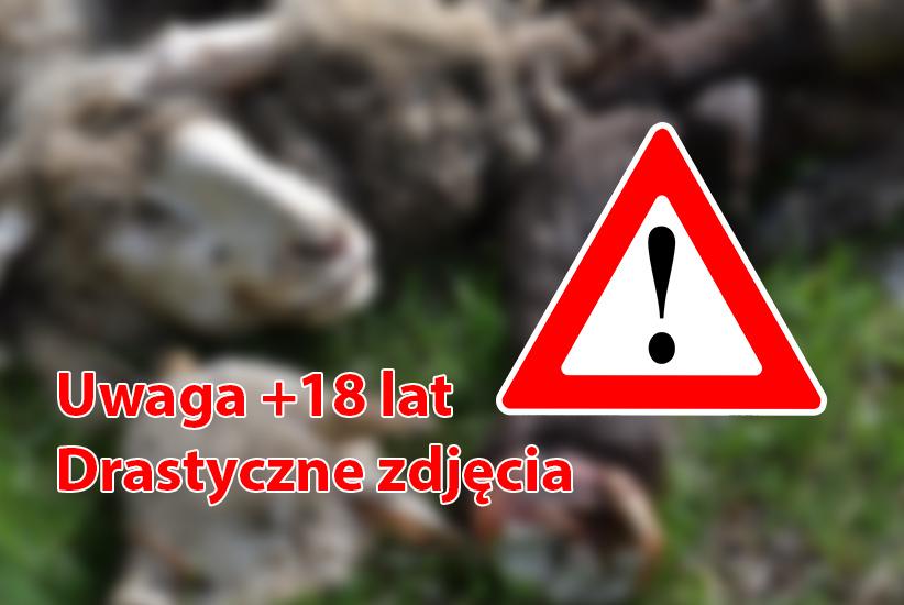 Obcięte łby, nogi, zwierzęce wnętrzności w lesie. Sprawę bada policja (DRASTYCZNE ZDJĘCIA!)