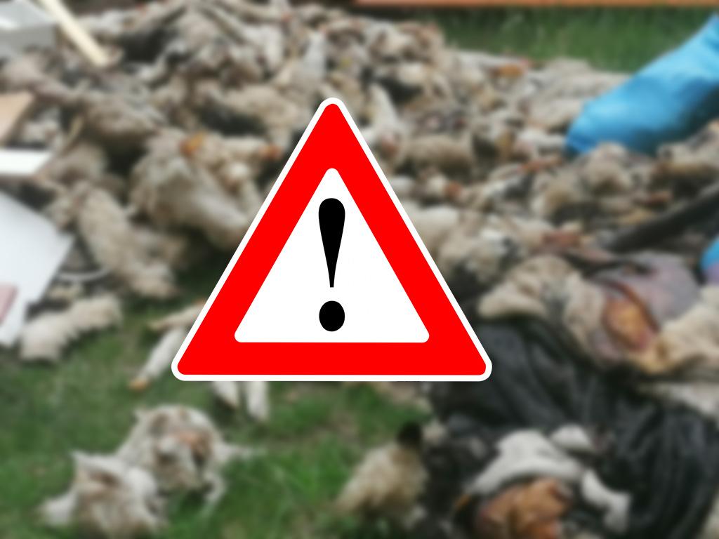 UWAGA Drastyczne zdjęcia: Szokujące znalezisko. Martwe krowy i owce wyrzucone w lesie