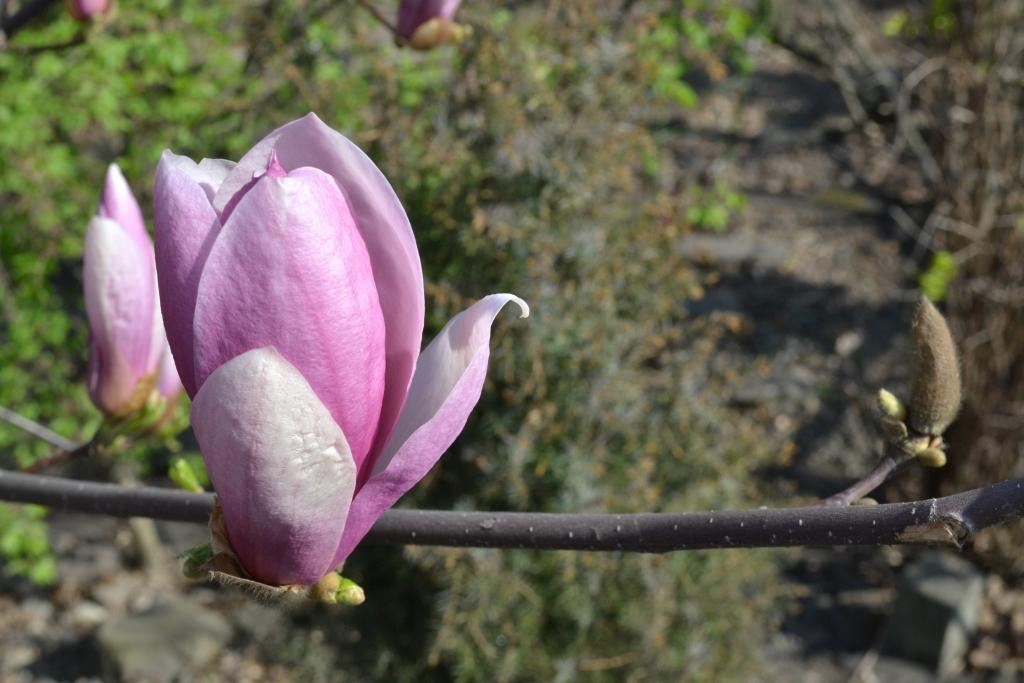 Magnolie już kwitną