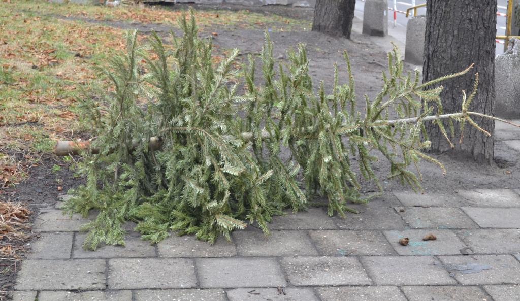 Nie wiesz co zrobić z choinką? Zabierze ją ZOMM