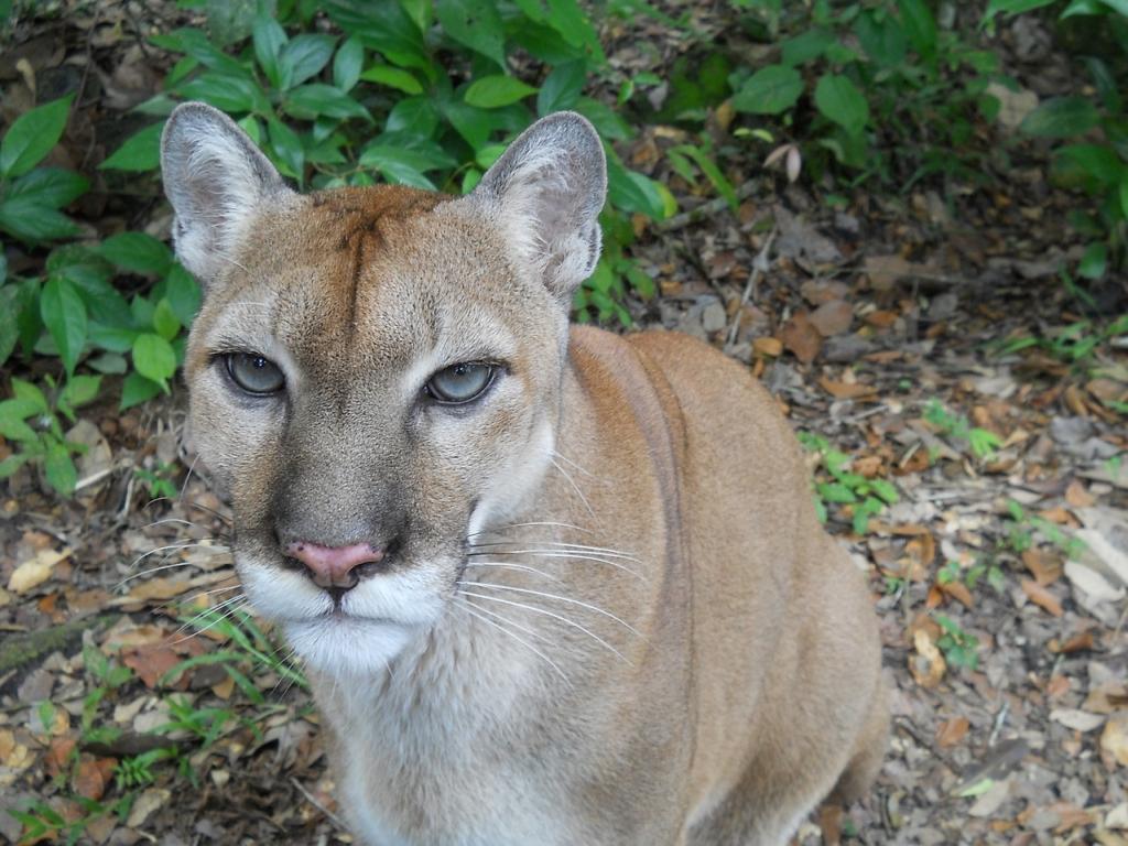 Puma grasuje w Chełmie Śląskim?