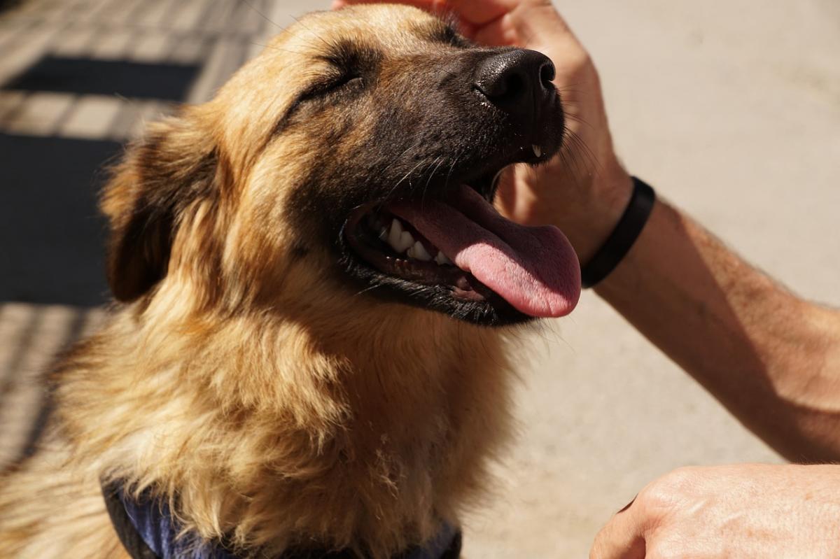 Lubisz wędrować ze swoim psem? Weź udział w I Mysłowickim Dogtrekkingu