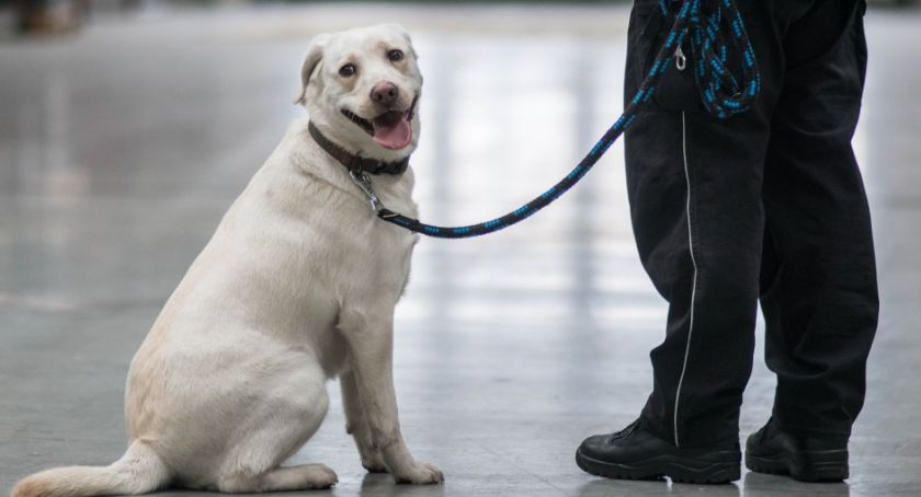 Labradorka Chelsea wywąchała w Mysłowicach tytoniową kontrabandę