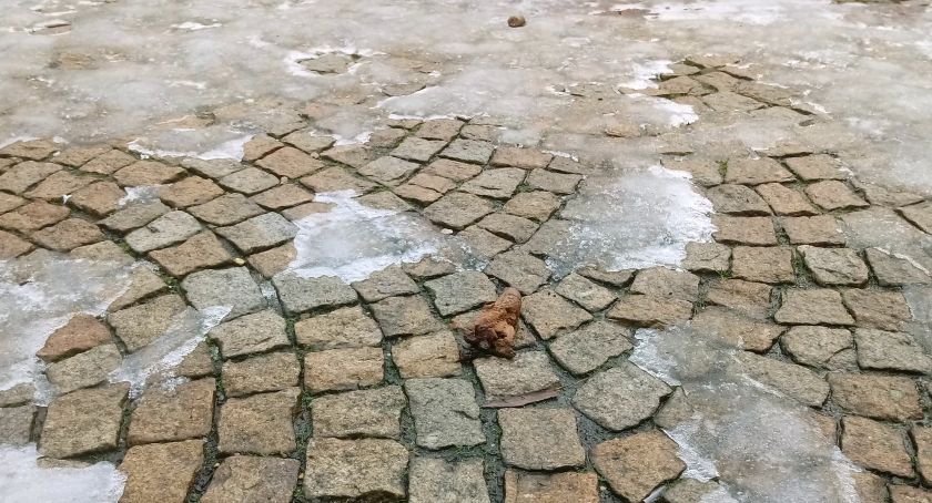 Chodniki „zaminowane” psimi odchodami