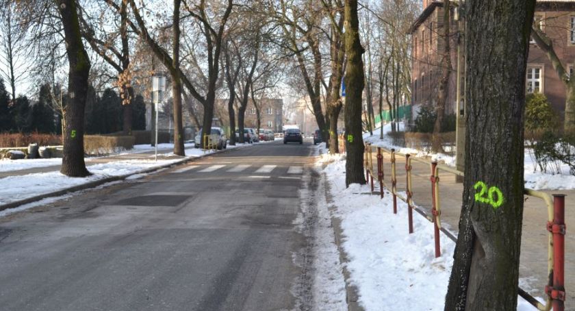 Wytną zdrowe drzewa, bo budują ścieżki rowerowe
