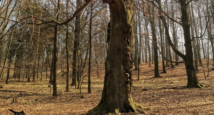 Chcą uratować przed wycinką ponad 100-letnie buki