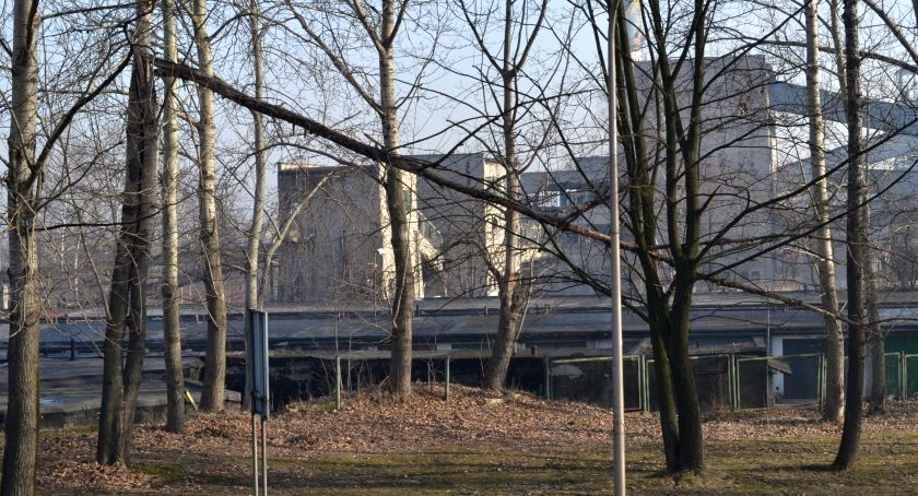Niebezpieczne drzewa na Katowickiej