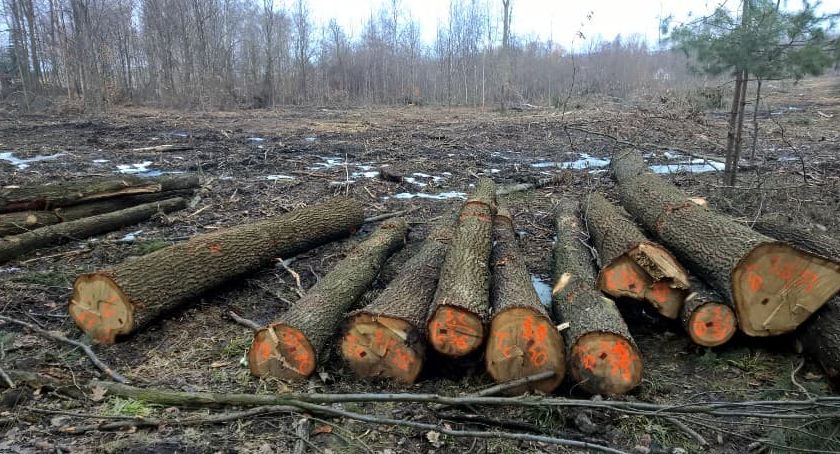 Wycinają lasy. Mieszkańcom żal, leśnicy przekonują, że tak trzeba