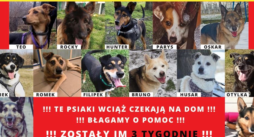 Ostatnie chwile na uratowanie psów z mysłowickiego schroniska