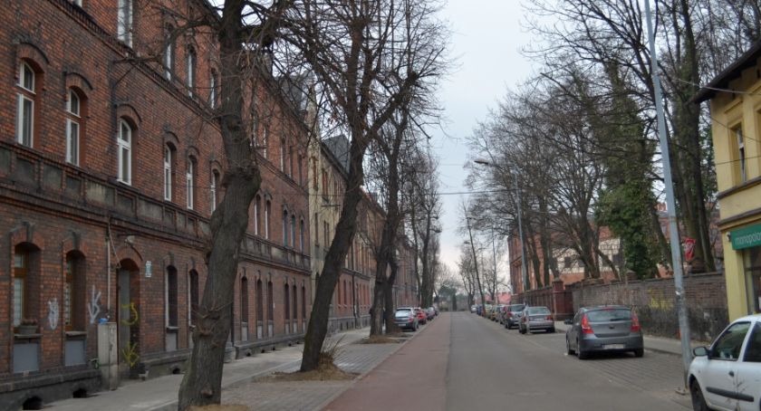 Ul. Gwarków. Wycinać, czy nie wycinać?