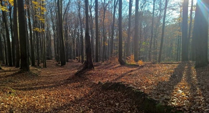 Chodźmy do lasu! W niedzielę zbiórka na Wesołej