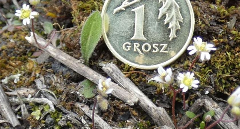 Przyroda wokół nas. Nasi mali sąsiedzi