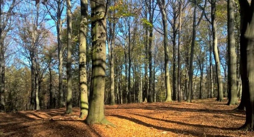 Stop wycince w Lesie Murckowskim. Mysłowice przyłączają się do apelu