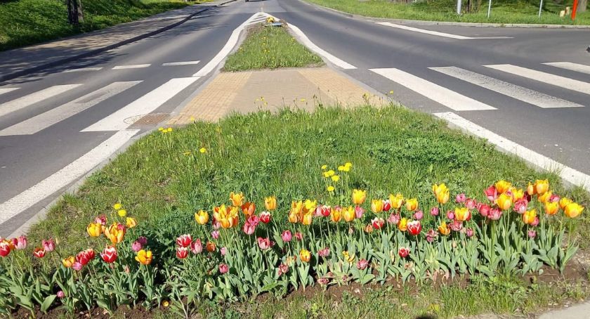 Złodziej miejskich tulipanów złapany przez strażników