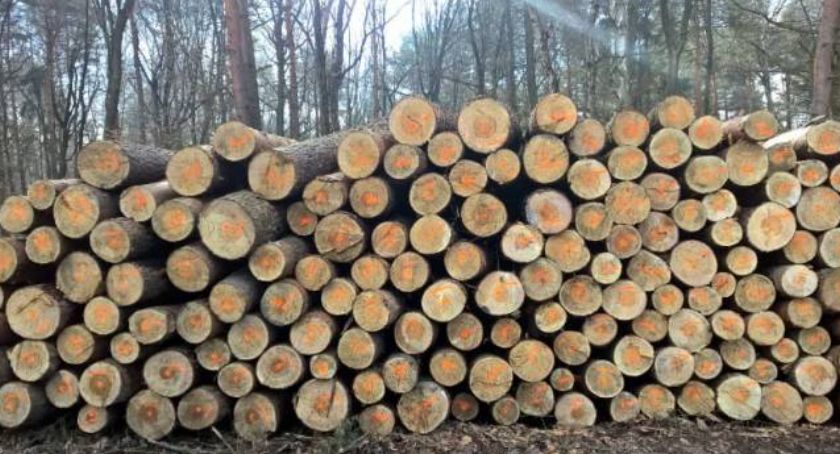 Mieszkańcy Kosztów nie zgadzają się na wycinkę lasów. Powstała petycja