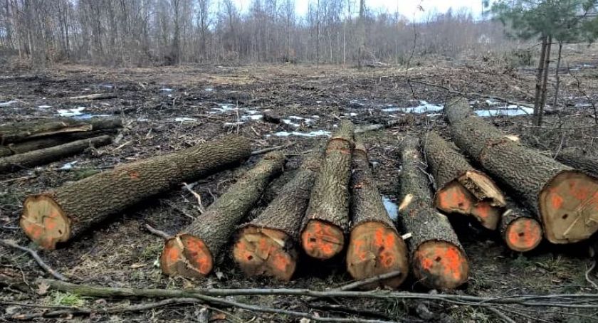 Posłowie zabiorą głos w sprawie wycinki lasów. Konferencja prasowa w Kosztowach