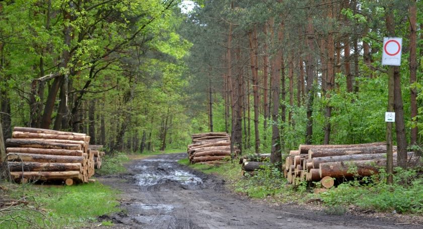 Wycinka lasu w Kosztowach: zmieni się jej tempo i zakres