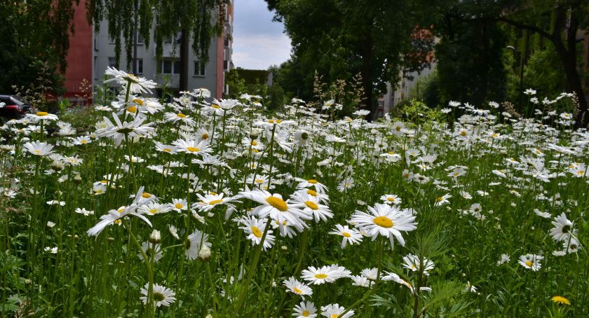 Ukwiecona ul Mickiewicza. Gdzie jeszcze powstają łąki?