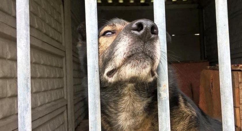 Przerwana sesja i odłożona decyzja w sprawie schroniska