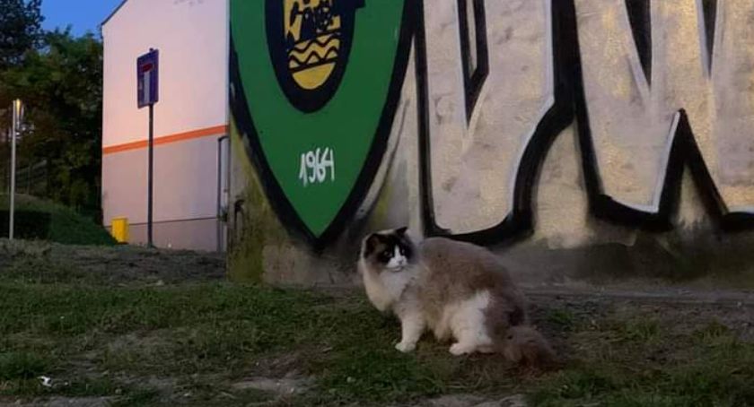 Czyja zguba? W Bończyku błąka się kot