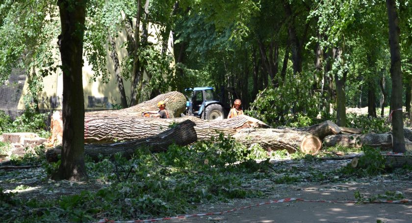 Wycinka w Parku Zamkowym. Niektórzy mówią o rzezi, urząd wydaje komunikat