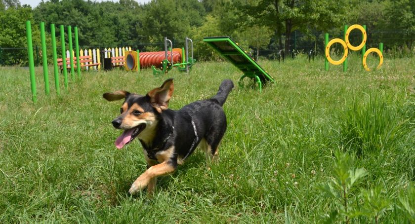 Psi Park w Brzęczkowicach już gotowy