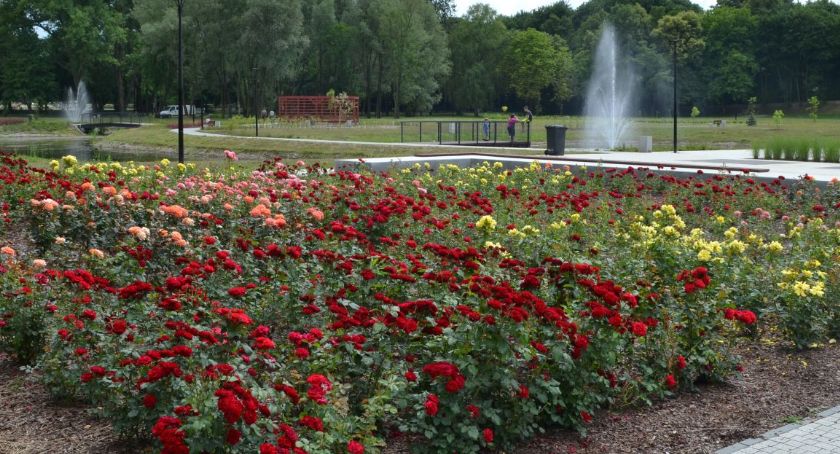 Promenada zakwitła różami