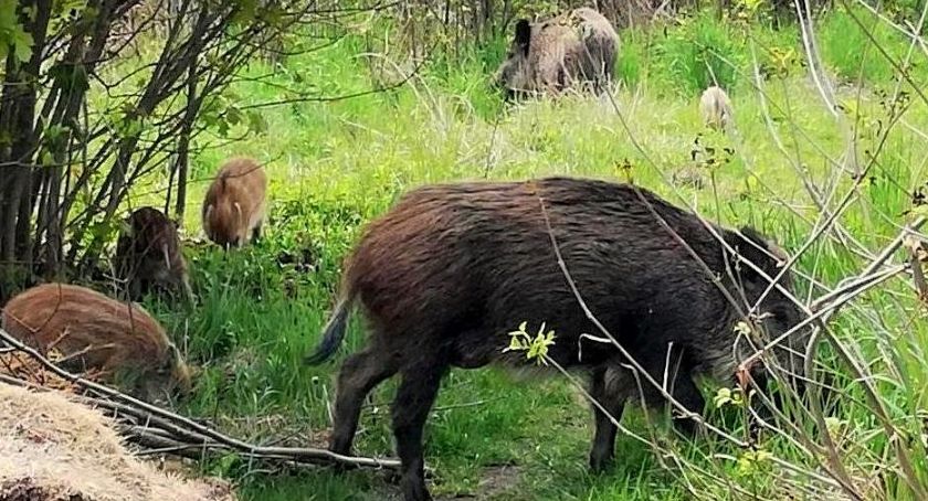 Brzęczkowice: narasta problem z dzikami
