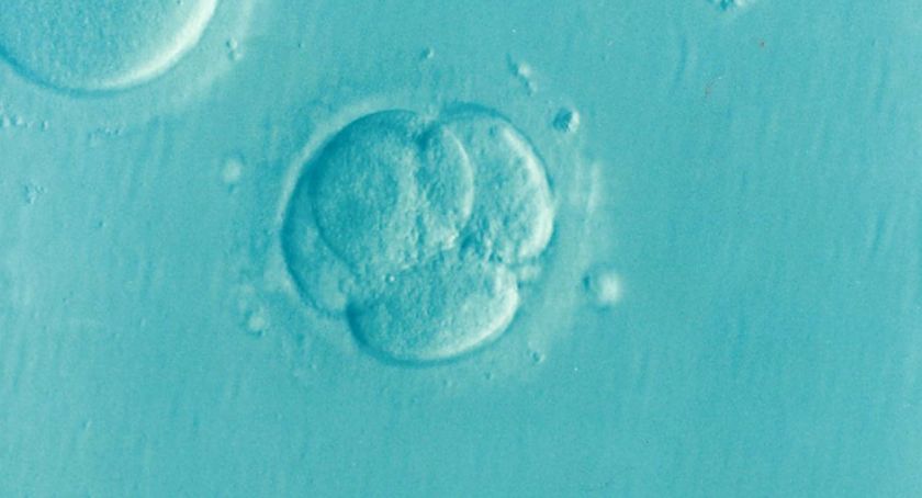 Na czym polega in vitro i jaka jest jego skuteczność?