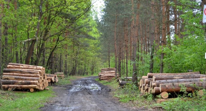 Chcą obronić mysłowickie lasy