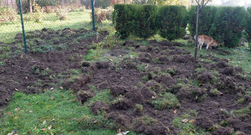 Nocą wtargnęły na posesję i zniszczyły ogródek