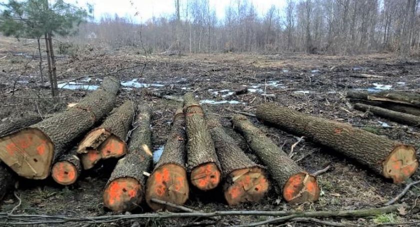Wystąpią na nadleśnictwa, żeby ratować mysłowickie lasy przed wycinką