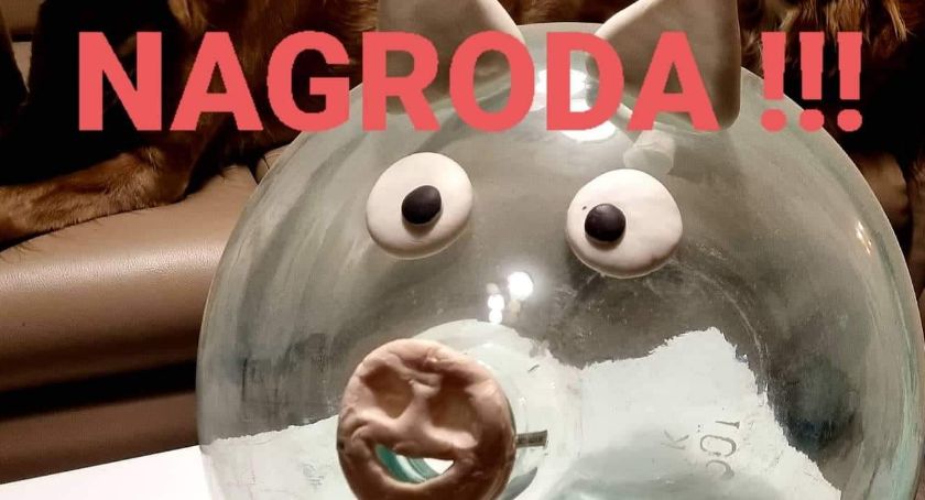 Ukradli skarbonkę z pieniędzmi dla potrzebujących zwierząt. Jest nagroda za wskazanie złodziei