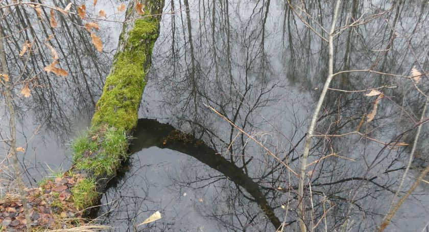 Staw przy hałdzie