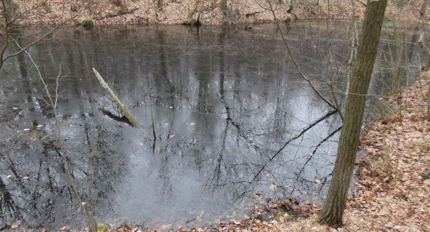 Powrót do źródeł Boliny
