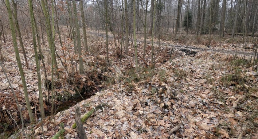 Rozmyślania nad Boliną