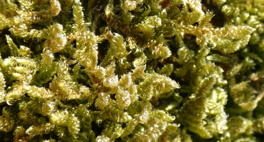 Jest taki las