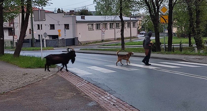 Czarny kozioł na zebrze. Niecodzienny widok u sąsiadów